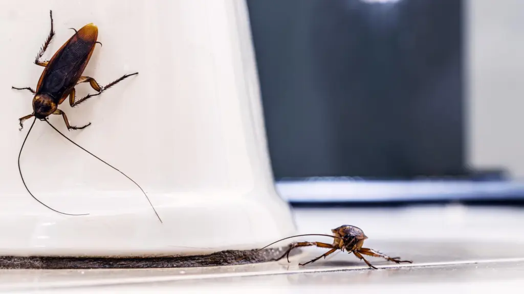 Barata no apartamento: por que aparece e como resolver