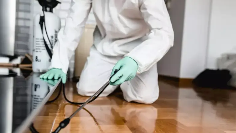 Dedetização preventiva: quando fazer no apartamento?