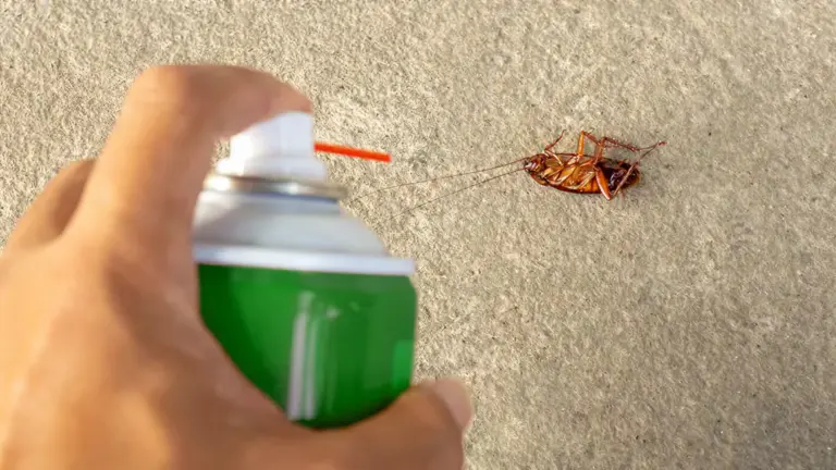 Inseticida comum resolve infestação?